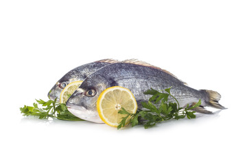 Pescado fresco doradas aisladas sobre un fondo blanco