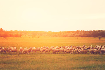 Fototapeta na wymiar Flock of sheep