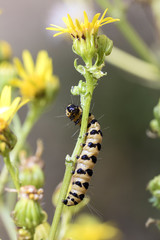 Bright green caterpillar with black spots