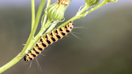 Bright green caterpillar with black spots