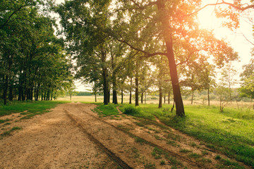 Obraz premium Pathway in the beautiful forest