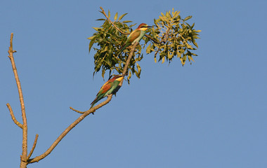 coppia di gruccione (Merops apiaster) su ramo