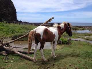 horse in the nature