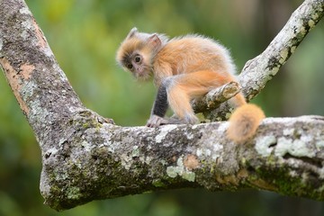 Orange baby