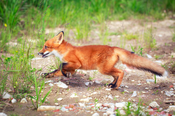 red fox pup