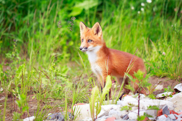 red fox pup