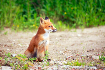 Naklejka na ściany i meble red fox pup