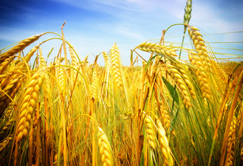 Wheat field against a blue sky