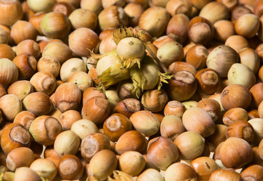 Background pattern formed by the hazel nuts