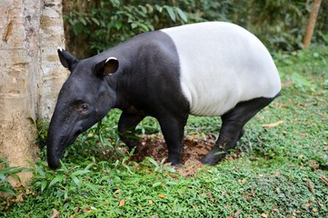 Asian Tapir - obrazy, fototapety, plakaty