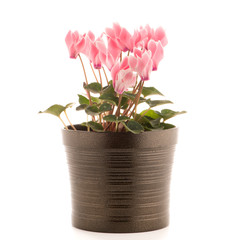 Beautiful pink Cyclamen flower