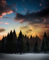 Fototapeta na wymiar Fir tree forest in snowy landscape