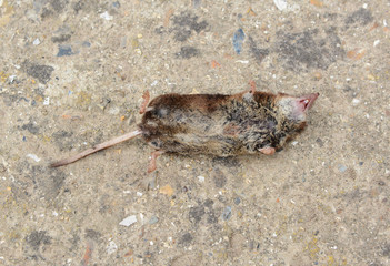Dead mouse