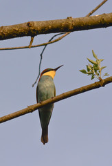 gruccione (Merops apiaster) su ramo