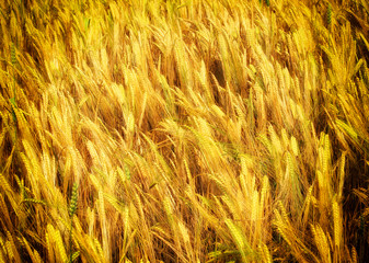 Wheat