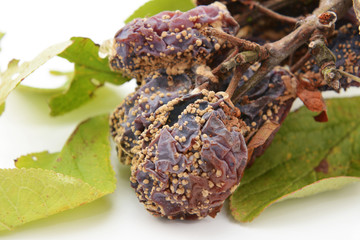 Fototapeta na wymiar Closeup of mouldy, rotten plums
