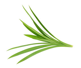 Pandanus Palm, Fragrant Pandan, Pandom wangi