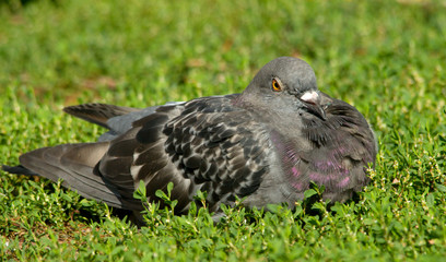 Domestic pigeon