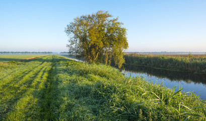 Tree along a canal at sunrise in summer