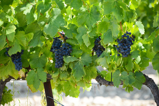 bunches ripe grapes on vine vineyard countryside harvest