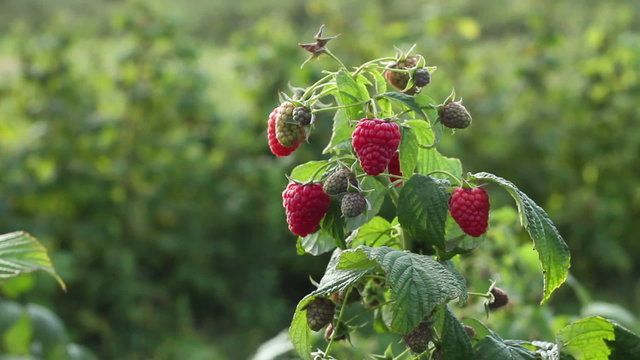 Ripe raspberry in the fruit garden, close up