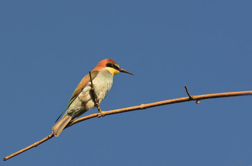 gruccione (Merops apiaster) su ramo