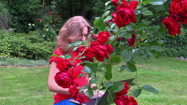 Pregnant woman work with laptop computer sitt near rose flower