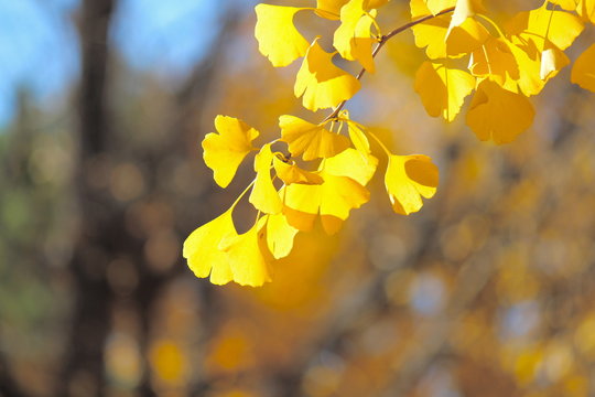 いちょう Images Browse 10 945 Stock Photos Vectors And Video Adobe Stock