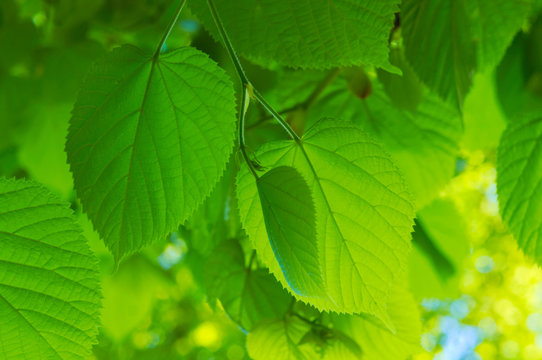Perfekte Lindenbl&auml;tter im Fr&uuml;hling in satten Farben