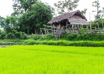 Fototapeta na wymiar Rice field with cottage in Thailand
