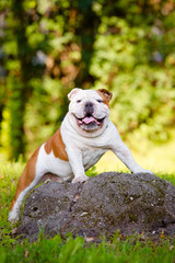 english bulldog portrait