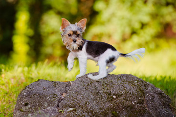 adorable puppy outdoors