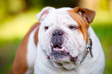 english bulldog dog portrait