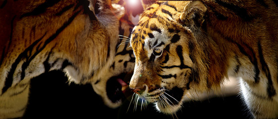 Two tigers in their natural environment © art9858