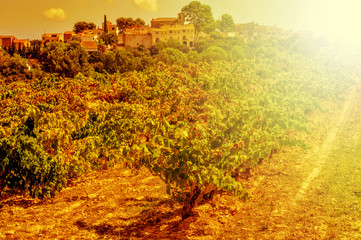 a vineyard in a mediterranean country lit by the evening light