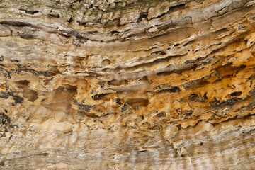 decay wood