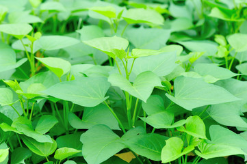 green sweet potato crops grow in garden 