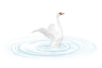 Bird swan
