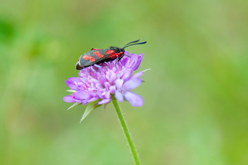 red and black patterned burnet on a scabiosa flower