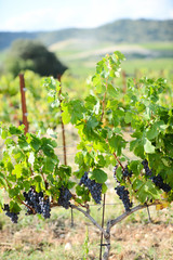 Fototapeta na wymiar bunches ripe grapes on vine vineyard countryside harvest