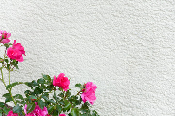 pink dog rose growing up a white house wall