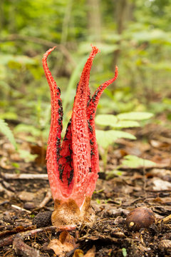 Tintenfischpilz_01