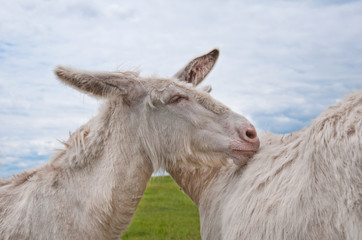 two cuddling white donkeys standing on the pasture