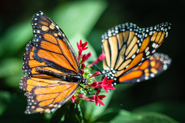 Monarch Danaus Plexippus