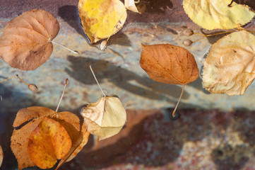 leaves floating in fountain water