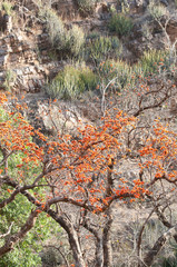 succulent plants and flame of the forest tree