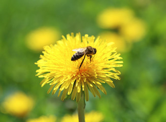 Bee on a flower