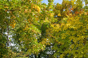 sunlit trees in autumn