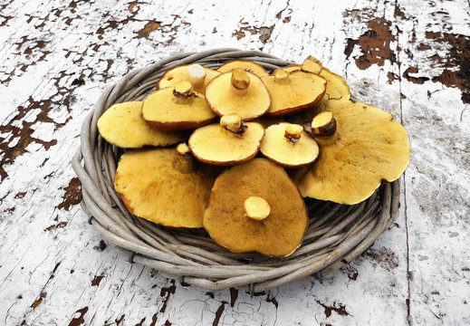 Mushrooms Slippery Jack In Basket