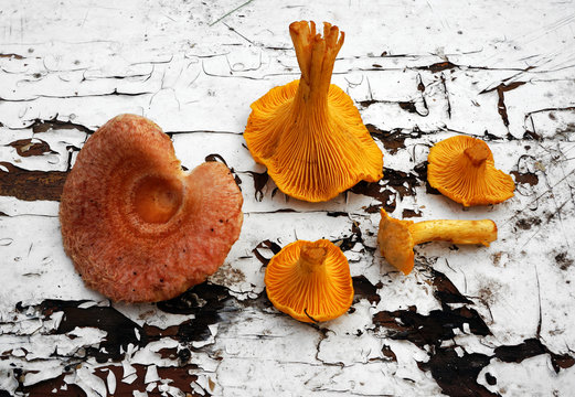 Mushrooms Chanterelle and Lactarius torminosus